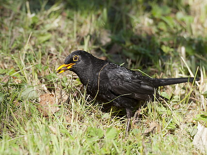 solsort, insekter, fanget, fugl, natur, dyr, dyreliv, næb, udendørs, fjer, dyre temaer, et dyr, dyr i naturen, hvirveldyr, græs, dag, ingen mennesker, Mark, plante, jord, sort farve, sidebillede, selektiv fokusering, 1080P, CC0, offentligt domæne, royaltyfrie