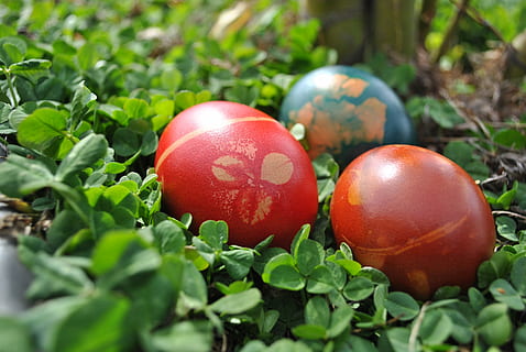 påskeegg, vår, mars, egg, påske, anlegg, Lukk, sol, eggfarge, farge, blå, mønster, grønn, fargerik, gul, ornament, lys, flate, hvit, rød, Klee, eng, grønn farge, utendørs, ingen folk, mat, mat og Drikke, nærbilde, friskhet, natur, velvære, selektiv fokusering, spise sunt, ferie, frukt, feiring, moden, 4K, CC0, offentlig domene, opphavsrett gratis