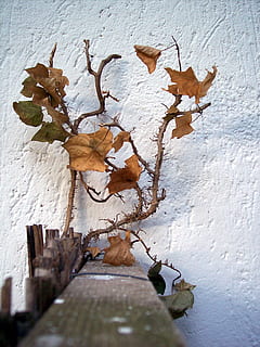 brun bladet plante, efterår, blad, træ, blade, efterår, blad, murbygningsfunktion, gammel, natur, hjort, hjortetak, udstopning, ingen mennesker, rensdyr, indendørs, dag, plante, hvid farve, tæt på, væg, udendørs, plante del, lav vinkel visning, arkitektur, tør, skønhed i naturen, Kunst og håndværk, dekoration, bygget struktur, dyr, 2K, CC0, offentligt domæne, royaltyfrie