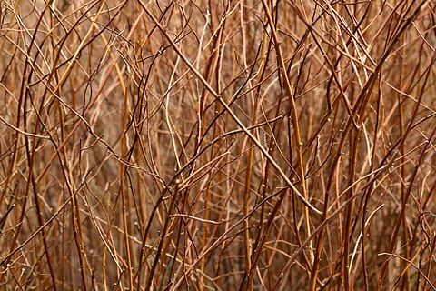 brune pinde, Brun, pinde, abstrakt, baggrund, afdeling, farve, flora, gruppe, natur, mønster, plante, Pind, struktur, træ, træ-, gul, Busk, baggrunde, tør, tæt på, landbrug, Mark, korn plante, fuld ramme, jord, ingen mennesker, afgrøde, landskab, dag, vækst, hvede, ro, landlige scene, gård, udendørs, 2K, CC0, offentligt domæne, royaltyfrie