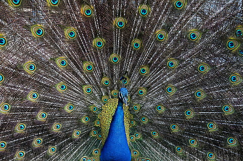 Foto des Pfaus, Foto, Pfau, Vogel, Feder, Tier, Natur, Tierwelt, mehrfarbig, Blau, männliches Tier, grüne Farbe, Schnabel, lebendige Farbe, Eleganz, Schwanz, Nahansicht, Farben, Schönheit in der Natur, Tierkopf, Hintergründe, Muster, Farbbild, Schönheit, Pfauenfeder, ein Tier, aufgefächert, Tierthemen, Tiere in freier Wildbahn, Vollbild, Wirbeltier, keine Leute, Tag, draußen, türkisfarben, 4K, CC0, gemeinfrei, lizenzfrei