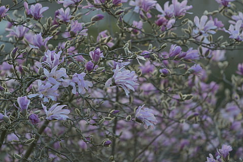 blomstring, træ, solnedgang, blomst, plante, blomstrende plante, skrøbelighed, vækst, sårbarhed, skønhed i naturen, friskhed, lilla, natur, ingen mennesker, tæt på, afdeling, udendørs, selektiv fokusering, kronblad, blomstre, forår, dag, blomsterhoved, 5K, CC0, offentligt domæne, royaltyfrie