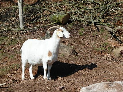 goat, mountains, hell, white, animal, animal themes, mammal, one animal, domestic animals, pets, vertebrate, livestock, land, domestic, field, white color, nature, day, no people, standing, animal wildlife, plant, young animal, high angle view, herbivorous, 4K, CC0, public domain, royalty free