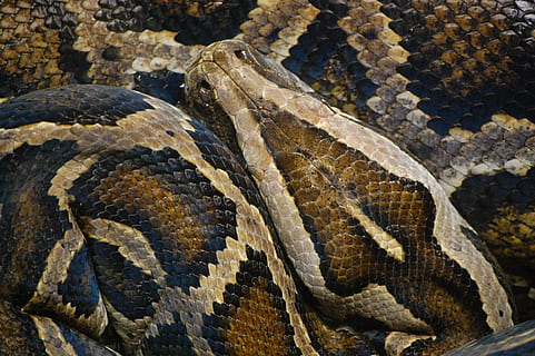 Schlange, Tier, Python, Rahmen, Natur, Kreatur, ungiftig, schließen, Constrictor, Tierwelt, Reptil, Tierthemen, ein Tier, Tiere in freier Wildbahn, Tierwaage, Wirbeltier, Tierhaut, Nahansicht, keine Leute, Vollbild, Tierkörperteil, natürliches Muster, Zeichen, Tiermarkierungen, Tag, Muster, giftig, Zoo, Tierkopf, 2K, CC0, gemeinfrei, lizenzfrei