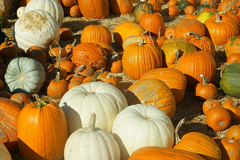 pegat de carbassa, Halloween, carabasses, pegat, tardor, acció de gràcies, agricultura, collita, granja, camp, vegetals, menjar, madur, estacional, jardineria, jardí, pagès, de novembre, carbassa, color taronja, menjar i beguda, gran grup d'objectes, celebració, frescor, alimentació saludable, benestar, cap gent, mercat, elecció, abundància, variació, dia, a la venda, vista d’angle alt, a l'aire lliure, visualització al detall, 5K, CC0, domini públic, lliure de regalies