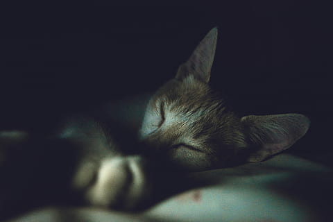 focalizzata, fotografia, grigio, gattino, gatto domestico, animali domestici, animale, carina, addormentato, felino, mammifero, analizzare, cercare, guardare, sdraiarsi, temi animali, rilassamento, domestico, un animale, in casa, gatto, mobilia, occhi chiusi, nessuno, riposo, vertebrato, avvicinamento, napping, testa di animale, sfondo nero, baffo, 5K, CC0, dominio pubblico, privo di copyright