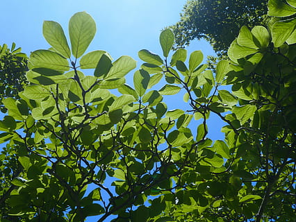 hemel, wolk, wind, natuurlijk, hout, bossen, tak, ader, groen, blad, hemelsblauw, Tomei snelweg, weg, ayuzawa-parkeerplaats, zomer, Japan, deel van de plant, groei, fabriek, groene kleur, lage hoekweergave, boom, dag, geen mensen, natuur, schoonheid in de natuur, zonlicht, buitenshuis, kalmte, heldere lucht, blauw, versheid, eten en drinken, zonnig, 4K, CC0, publiek domein, royaltyvrij