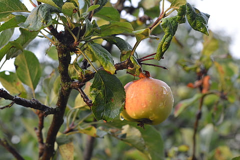æble, frugt, træ, modning, æbler, friskheden, efter regnen, sund kost, mad og drikke, mad, plante, friskhed, vækst, blad, plante del, velvære, afdeling, natur, fokus på forgrunden, grøn farve, tæt på, ingen mennesker, dag, frugt træ, landbrug, moden, udendørs, 4K, CC0, offentligt domæne, royaltyfrie