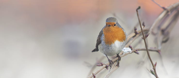 europæisk robin, robin, fugl, vinter, træ, have, Skov, natur, afdeling, træer, nuttet, dyr, parkere, grene, sød, is, landskab, dyreliv, hvirveldyr, et dyr, perching, dyr i naturen, fokus på forgrunden, ingen mennesker, plante, dag, udendørs, Kvist, selektiv fokusering, skønhed i naturen, lille, 8K, CC0, offentligt domæne, royaltyfrie