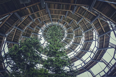 more, destination, view, viewpoint, mountain, leisure, benefit from, plateau, places of interest, marketing, tourism, holiday, hiking, advertising, bavarian forest, forest, landscape, trees, rock, distant view, foresight, treetop path, architecture, built structure, tree, low angle view, plant, day, no people, nature, pattern, building exterior, geometric shape, outdoors, building, shape, circle, sunlight, growth, sky, travel destinations, ceiling, directly below, 5K, CC0, public domain, royalty free