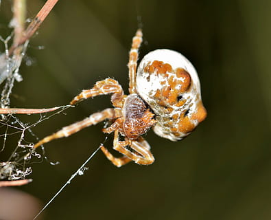 araña, bolas de araña, web, palmeado, trampa, atrapado, captura, arácnido, criatura, animal, aracnofobia, fobia, depredador, horripilante, ocho patas, biología, artrópodo, mastophora cornigera, telaraña, naturaleza, insecto, de cerca, escalofriante, fauna silvestre, invertebrado, temas de animales, un animal, fauna animal, animales en la naturaleza, centrarse en primer plano, fragilidad, nadie, zoología, día, al aire libre, vulnerabilidad, 4K, CC0, dominio público, libre de derechos