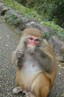 selvagem, macaco, sub, primata, mamífero, animais selvagens, animais em estado selvagem, vertebrado, dia, grupo de animais, focar em primeiro plano, ninguém, dois animais, olhando para longe, olhando, retrato, ao ar livre, família animal, Cuidado, 2K, CC0, domínio público, royalty free