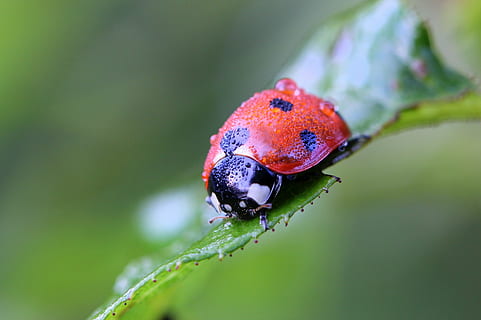 marieta, macro, naturalesa, error, planta, jardí, vermell, rosada, al matí, gotes, aigua, fauna animal, temes d'animals, un animal, animals a la natura, animal, invertebrat, insecte, escarabat, primer pla, cap gent, centrar-se en primer pla, dia, color verd, enfocament selectiu, part de la planta, a l'aire lliure, full, petit, 2K, CC0, domini públic, lliure de regalies