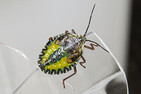nymfe, insekt, leddyr, maria-stinkende, dyr, Insecta, natur, grøn, hvirvelløse, dyre temaer, et dyr, dyreliv, dyr i naturen, tæt på, ingen mennesker, dyr antenne, makro, zoologi, fokus på forgrunden, mad, mad og drikke, dyr kropsdel, friskhed, gul, marine, dyr øje, 2K, CC0, offentligt domæne, royaltyfrie