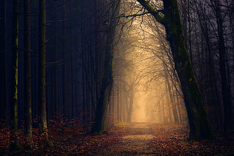 yellow, lights, trees, empty, pathway, forest, path, passage, road, autumn, fall, foliage, park, fog, mist, tree, landscape, quiet, dust, land, woodland, plant, trunk, tree trunk, tranquility, nature, tranquil scene, beauty in nature, non-urban scene, mystery, scenics - nature, environment, the way forward, no people, outdoors, dark, 5K, CC0, public domain, royalty free