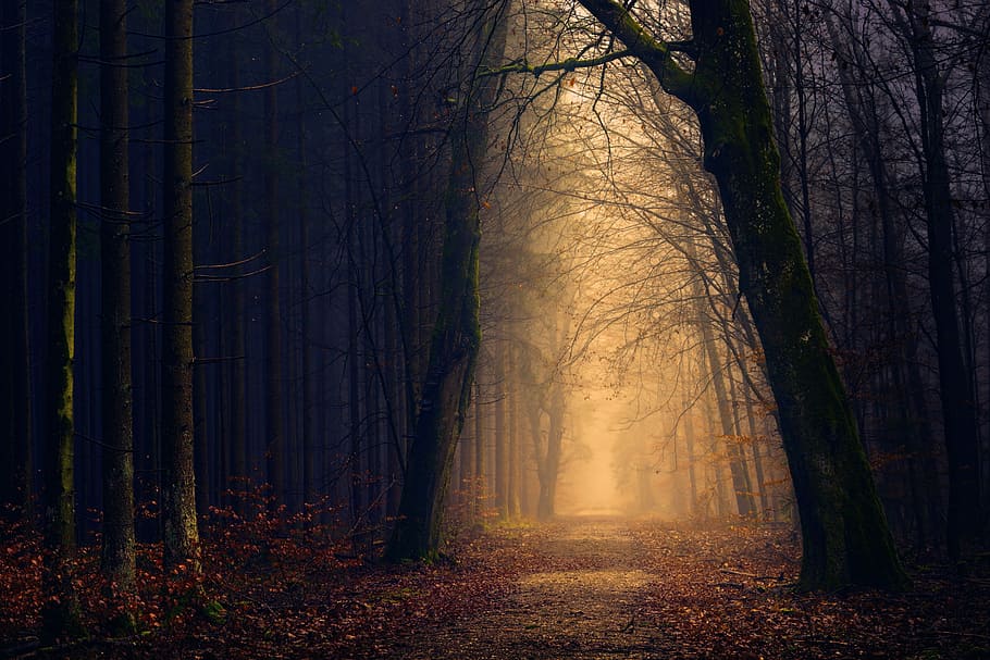 yellow, lights, trees, empty, pathway, forest, path, passage, road, autumn, fall, foliage, park, fog, mist, tree, landscape, quiet, dust, land, woodland, plant, trunk, tree trunk, tranquility, nature, tranquil scene, beauty in nature, non-urban scene, mystery, scenics - nature, environment, the way forward, no people, outdoors, dark, 5K