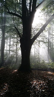 Linde, podświetlenie, las, drzewo, Natura, mgła, lesisty teren, na dworze, zamglenie, krajobraz, roślina, pnia drzewa, bagażnik samochodowy, wylądować, dzień, piękno natury, spokój, wzrost, żadnych ludzi, część rośliny, światło słoneczne, scenics - natura, Oddział, liść, streaming, 4K, CC0, domena publiczna, darmowe zdjęcia