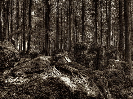 Druidenhain, Wald, Wurzel, Baumwurzel, Nationalpark, bewachsen, Natur, Schatten, Moos, Baum, Pflanze, Land, Kofferraum, Baumstamm, Wachstum, Ruhe, ruhige Szene, Schönheit in der Natur, Nicht-städtische Szene, keine Leute, Szenen - Natur, Tag, Fülle, draußen, Landschaft, Umgebung, Nadelbaum, Regenwald, 4K, CC0, gemeinfrei, lizenzfrei