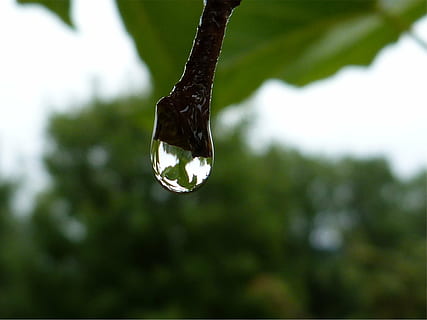 Makro, Tropfen, Tau, Tautropfen, Wasser, Transparenz, Natur, Fokus auf den Vordergrund, Pflanze, fallen, Baum, Nahansicht, keine Leute, Tag, draußen, Wachstum, nass, Reinheit, hängend, grüne Farbe, Schönheit in der Natur, selektiver Fokus, Pflanzenteil, Regen, Eiszapfen, Regentropfen, 4K, CC0, gemeinfrei, lizenzfrei