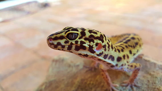 leopard, gecko, oko, domácí zvíře, žlutá, bílý, růžový, plaz, jednoho zvířete, zvířat, zvířata ve volné přírodě, detail, den, zaměřit se na popředí, nikdo, Příroda, zvíře, obratlovců, část těla zvířete, puntíkovaný, portrét, označení zvířat, zvířecí hlavy, venku, ještěrka, zvířecí oko, 5K, CC0, veřejná doména, bez autorských práv