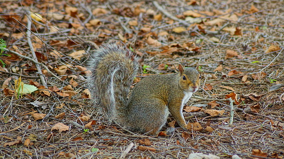 écureuil, ibm, rtp, animal, thèmes animaux, la faune des animaux, mammifère, animaux à l'état sauvage, terre, champ, vertébré, personne, rongeur, la nature, un animal, journée, plante, jeune animal, séance, en plein air, 5K, CC0, domaine public, libre de droits