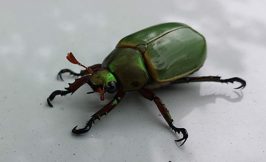 besouro verde, erro, inseto, besouro, verde, ziemer, temas animais, um animal, animal, invertebrado, animais selvagens, fechar-se, cor verde, ninguém, tiro do estúdio, parte do corpo animal, comprimento total, dentro de casa, zoologia, fundo cinza, antena animal, animais em estado selvagem, cinzento, visão de alto ângulo, 2K, CC0, domínio público, royalty free