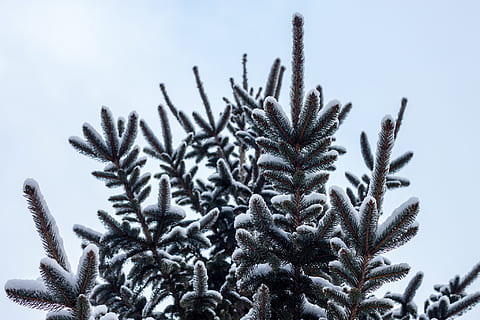 fotografia de baixo ângulo, verde, folha de árvore, cacto verde, neve, coberto, árvore, inverno, pinho, abeto, Natal, natureza, frio - temperatura, geada, ramo, céu, ninguém, Pinheiro, gelo, congeladas, temperatura fria, dia, focar em primeiro plano, plantar, beleza na natureza, crescimento, ao ar livre, fechar-se, céu limpo, tranquilidade, visão de baixo ângulo, scenics - natureza, árvore conífera, 1080P, CC0, domínio público, royalty free