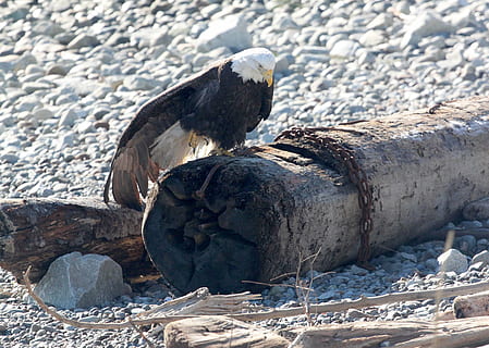 ørn, fugl, dyreliv, natur, log, strand, truede, rovdyr, vild, skaldet, raptor, Hvidhovedet havørn, rovfugl, dyr, ørn - fugl, USA, dyr i naturen, næb, dyre temaer, hvirveldyr, dag, et dyr, ingen mennesker, solid, klippe, rock-objekt, vand, sollys, lempelse, udendørs, sidebillede, hav, leguan, 4K, CC0, offentligt domæne, royaltyfrie