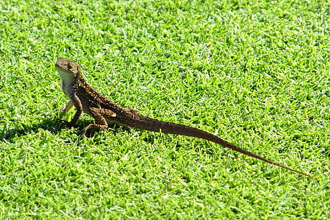 Gecko, Eidechse, exotisch, ein Tier, Tierthemen, Tier, Tierwelt, Tiere in freier Wildbahn, Reptil, grüne Farbe, Wirbeltier, Pflanze, Gras, keine Leute, Natur, Tag, Sonnenlicht, Seitenansicht, draußen, Wachstum, in voller Länge, Feld, Leguan, 2K, CC0, gemeinfrei, lizenzfrei