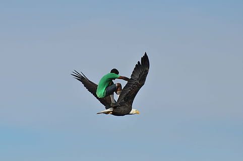 skatebirding, erelis, dangus, skraidantis, skristi, plikas erelis, dom, lauke, erelio skraidymas, paukštis, laukinės gamtos, gyvūnas, pobūdį, snapas, gyvūnų sparnas, gyvūnams, plunksna, mėlyna, gyvūnų temos, stuburiniai, gyvūnų gyvūnija, skleisti sparnus, gyvūnų grupė, du gyvūnai, nėra žmonių, dieną, judėjimas, švarus dangus, iš šono, žemas kampo vaizdas, vidurio oro, gyvūnų šeima, 1080P, CC0, Viešasis domenas, nemokamai
