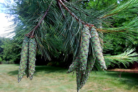 pigna, pigne, grappolo, albero, sempreverde, stagione, linfa, Natale, ramo, Abete, natura, albero di conifere, Pino, albero sempreverde, decorazione, ago - parte vegetale, inverno, foresta, pianta, crescita, colore verde, bellezza nella natura, giorno, nessuno, avvicinamento, concentrarsi sulle conoscenze acquisite, foglia, all'aperto, clima tropicale, parte vegetale, Palma, la tranquillità, terra, Pinaceae, 1080P, CC0, dominio pubblico, privo di copyright