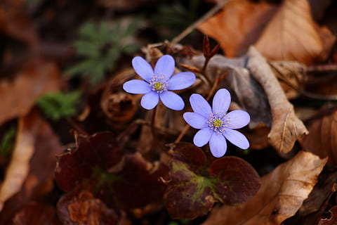 liverleaf, blau, primavera, bosc, flor, full, marró, hepatitis, planta amb flors, planta, bellesa a la natura, frescor, fragilitat, primer pla, naturalesa, vulnerabilitat, part de la planta, pètal, cap gent, porpra, cap de flor, a l'aire lliure, creixement, dia, vista d’angle alt, inflorescència, 5K, CC0, domini públic, lliure de regalies