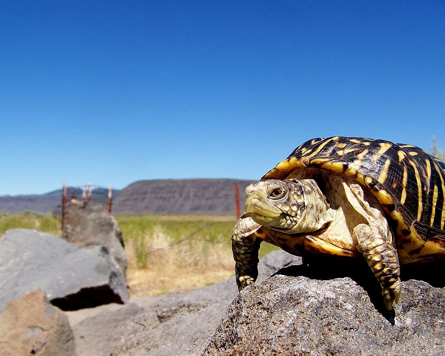 tortuga, rèptil, rock, shell, carapace, viatjar, muntanya, temes d'animals, animal, un animal, fauna animal, naturalesa, cel clar, vertebrats, sòlid, animals a la natura, assolellat, dia, cap gent, cel, rock - object, còpia espai, llum solar, a l'aire lliure, 1080P