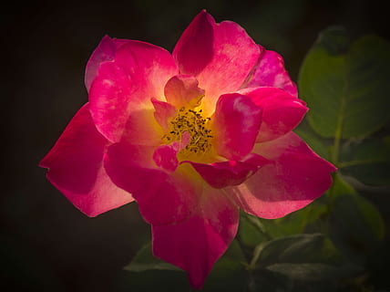 rosa, controluce, vicino, macro, fiore, pianta fiorita, petalo, vulnerabilità, fragilità, bellezza nella natura, infiorescenza, pianta, testa di fiore, freschezza, avvicinamento, colore rosa, crescita, nessuno, natura, polline, giallo, concentrarsi sulle conoscenze acquisite, primavera, morbidezza, 4K, CC0, dominio pubblico, privo di copyright