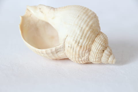 còclea, cargol, blanc, shell, natura morta, tir de l'estudi, cap gent, primer pla, fons blanc, a l'interior, naturalesa, sol objecte, animal, closca d’animals, frescor, petxina de mar, fauna animal, ingredient, menjar, Color blanc, tallar, menjar i beguda, vegetals, senzillesa, longitud completa, luxe, gra d'all, 5K, CC0, domini públic, lliure de regalies