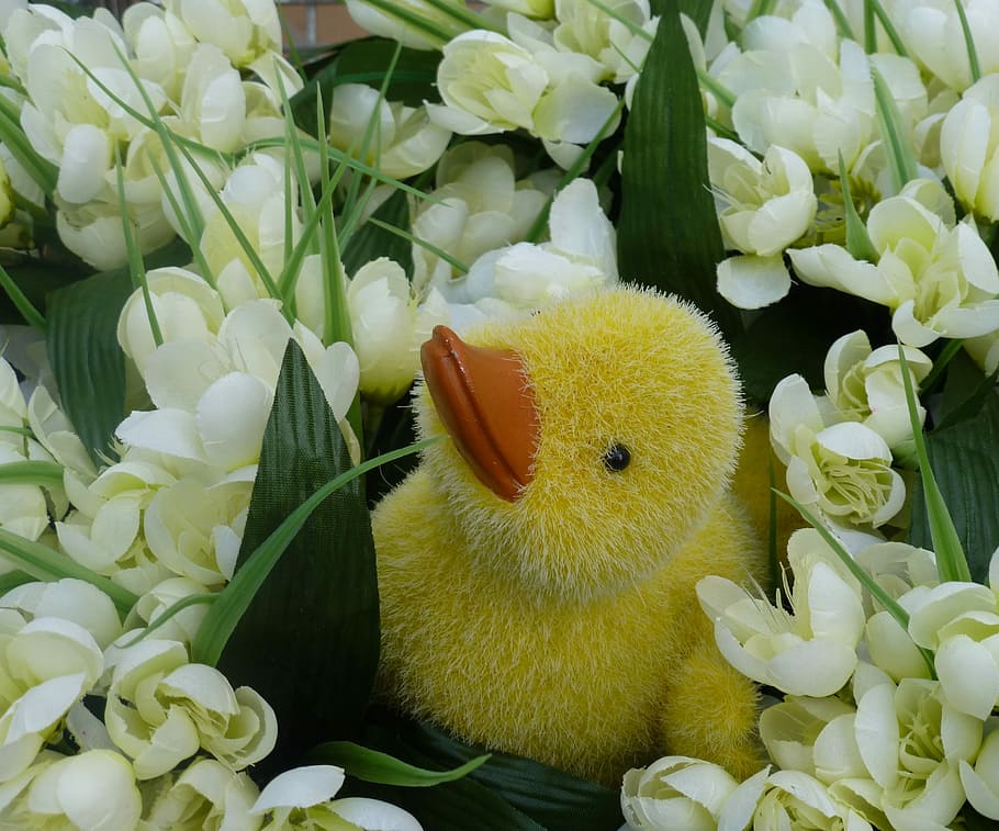 flors, ducky, primavera, flor, frescor, menjar i beguda, cap gent, a l'interior, primer pla, planta amb flors, planta, fragilitat, vulnerabilitat, inflorescència, cap de flor, groc, naturalesa, bellesa a la natura, pètal, color verd, representació animal, creixement, representació, Pasqua, suavitat, 4K