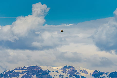 bruin, zwart, vogel, vliegend, Besneeuwde, bergen, bewolkt, hemel, berg-, gouden arend, wolk, natuur, Vakantiebestemmingen, blauw, buitenshuis, landschap, wolk - lucht, hoog, bergketen, paragliding, zomer, mid-air, geen mensen, scenics - natuur, schoonheid in de natuur, rustige scène, winter, sneeuw, kalmte, koude temperatuur, met sneeuw bedekte berg, niet-stedelijke scène, dag, idyllisch, bergtop, 4K, CC0, publiek domein, royaltyvrij