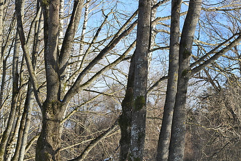 arbres, bosc, maple, tronc, cel blau, cel, blau, Ningú, un nombre de, la franja central, parc, carreró, ciutat, aterratge, arbre, tronc de l'arbre, arbre nu, naturalesa, branca, planta, terra, cap gent, tranquil·litat, dia, creixement, vista d’angle baix, bellesa a la natura, a l'aire lliure, marc complet, escena no urbana, bambú - planta, copa de l'arbre, 5K, CC0, domini públic, lliure de regalies