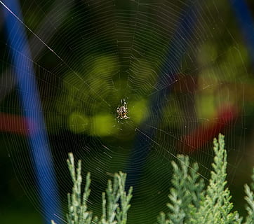 teranyina, aranya, insecte, tancar, teranyines, sortida del sol, llum de fons, aràcnids, horripilant, llum, xarxa de seguretat, captura de preses, repugne, fantasmal, invertebrat, animal, temes d'animals, fragilitat, artròpode, fauna animal, un animal, animals a la natura, primer pla, centrar-se en primer pla, supervivència, vulnerabilitat, zoologia, cap gent, patró natural, naturalesa, a l'aire lliure, web, cames d’animal, complexitat, 2K, CC0, domini públic, lliure de regalies