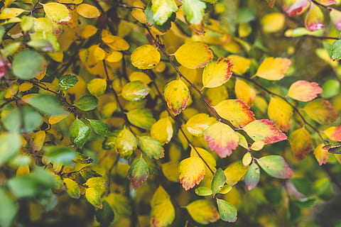 lille, blad, blade, efterår, Busk, tæt på, natur, plante, vækst, plante del, skønhed i naturen, træ, afdeling, gul, ingen mennesker, grøn farve, friskhed, dag, baggrunde, sollys, udendørs, fokus på forgrunden, fuld ramme, lave om, 5K, CC0, offentligt domæne, royaltyfrie
