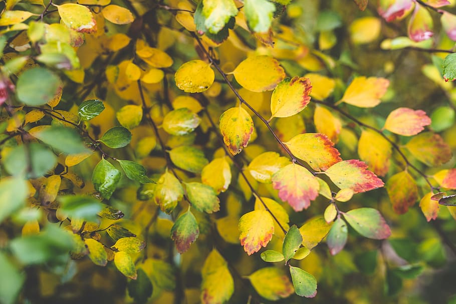 lille, blad, blade, efterår, Busk, tæt på, natur, plante, vækst, plante del, skønhed i naturen, træ, afdeling, gul, ingen mennesker, grøn farve, friskhed, dag, baggrunde, sollys, udendørs, fokus på forgrunden, fuld ramme, lave om, 5K