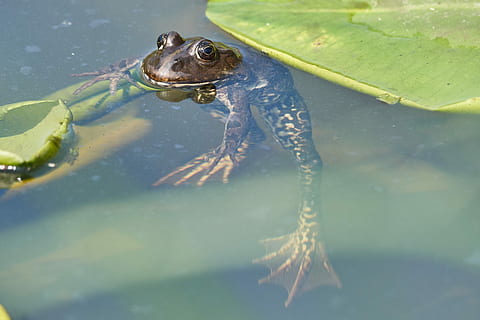 Frosch, Teich, grün, Kröte, Wasser, Grün, Kröte, Seerose, der sumpffrosch, Wassertier, grüner Frosch, hoch, König, Amphibie, Tier, süß, Frosch Teich, Wasserfrosch, Natur, Wasser Kreatur, Frösche, schließen, Tierwelt, See, grüne Farbe, Sumpf, Nahansicht, Tiere und Haustiere, ein Tier, Tierthemen, Tiere in freier Wildbahn, Reptil, Wirbeltier, Schwimmen, Meer, unter wasser, keine Leute, Schildkröte, Pflanzenteil, draußen, Marine, Tierkopf, 4K, CC0, gemeinfrei, lizenzfrei