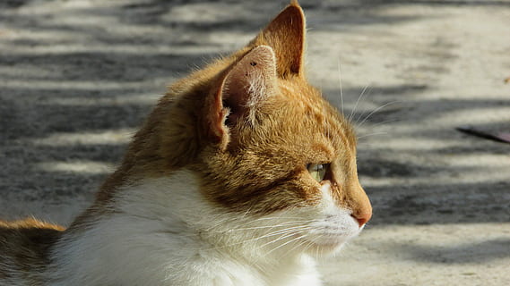 gat, perdició, bonic, gatet, jove, mirant, un animal, temes d'animals, animals domèstics, mascotes, mamífer, cap gent, animal, felí, vertebrats, mirant cap a fora, centrar-se en primer pla, nacional, primer pla, bigotis, part del cos dels animals, vista lateral, gat domèstic, cap d’animals, vista del perfil, ull d’animals, 4K, CC0, domini públic, lliure de regalies