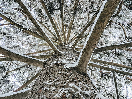 vinkelfotografering, brun, trestamme, grå treskuff, tre, snø, skog, grener, furutre, anlegg, stamme, lav vinkel visning, ingen folk, dag, natur, vekst, kaldtemperatur, full ramme, skjønnhet i naturen, vinter, gren, land, ro, utendørs, bakgrunn, rett under, 2K, CC0, offentlig domene, opphavsrett gratis