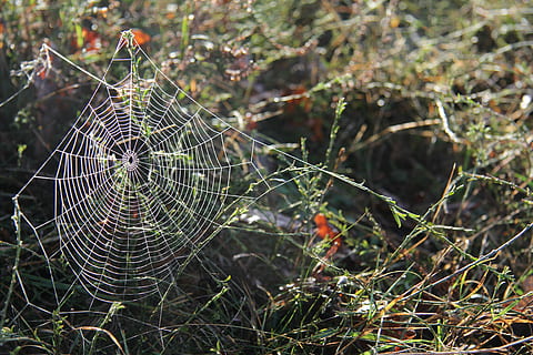 rede, aranha, natureza, teia de aranha, novembro, brilho do sol, focar em primeiro plano, temas animais, animal, plantar, ninguém, dia, fragilidade, fechar-se, animais em estado selvagem, vulnerabilidade, invertebrado, animais selvagens, um animal, ao ar livre, beleza na natureza, complexidade, árvore, foco seletivo, 5K, CC0, domínio público, royalty free
