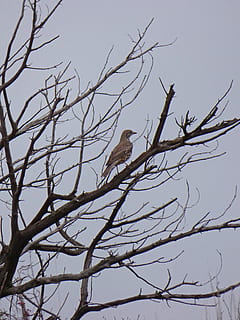 drozd, poboček, suchý strom, zimní, turdus philomelos, pták, zvířata ve volné přírodě, zvířat, holý strom, větev, prohlížení, strom, obratlovců, zvíře, nízký úhel pohledu, nebe, rostlina, jednoho zvířete, Příroda, nikdo, čisté nebe, den, venku, krása v přírodě, orel, 4K, CC0, veřejná doména, bez autorských práv