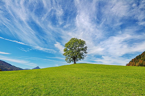 Grün, Bäume, Mitte, Wiese, tagsüber, Baum, Himmel, Natur, Wolken, Landschaft, Herbst, Herbstlandschaft, Pflanze, Umgebung, Gras, wolke - himmel, Land, Schönheit in der Natur, Feld, grüne Farbe, Szenen - Natur, Blau, Ruhe, ruhige Szene, draußen, Berg, Nicht-städtische Szene, idyllisch, keine Leute, Frühling, Wald, Nadelbaum, Kiefer, 4K, CC0, gemeinfrei, lizenzfrei