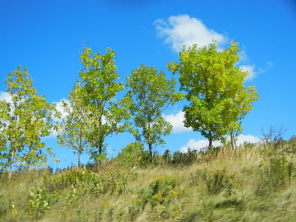 des arbres, ciel, des nuages, bleu, herbe, herbeux, forêt, colline, rural, paysage, feuillage, pays, campagne, champ, Prairie, parc, tranquille, la nature, environnement, ensoleillé, arbre, été, en plein air, scène rurale, plante, beauté dans la nature, terre, tranquillité, croissance, scène tranquille, paysages - nature, journée, personne, nuage - ciel, couleur verte, scène non urbaine, 4K, CC0, domaine public, libre de droits