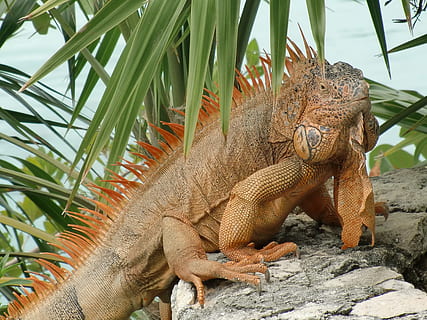 reptil, kadal, ular, iguana, hewan, alam, margasatwa, iklim tropis, naga, satu binatang, satwa liar hewan, binatang di alam liar, pohon palem, tema binatang, bertulang belakang, tidak ada orang, hari, menanam, naga berjanggut, merapatkan, di luar rumah, padat, batu - benda, batu, pohon, skala hewan, daun palem, 4K, CC0, domain publik, bebas royalti