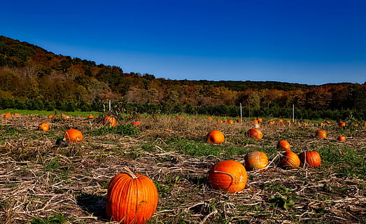pompoen veld, Bos, blauw, hemel, dag, pompoen patch, herfst, vallen, halloween, oogst, buitenshuis, veld-, landbouw, bomen, bossen, gebladerte, kleurrijk, landschap, heuvels, landelijk, bouwland, land, platteland, Connecticut, hdr, pompoen, voedsel, eten en drinken, land-, Oranje kleur, natuur, landelijke scène, fabriek, groente, viering, farm, gewas, geen mensen, biologisch, 1080P, CC0, publiek domein, royaltyvrij